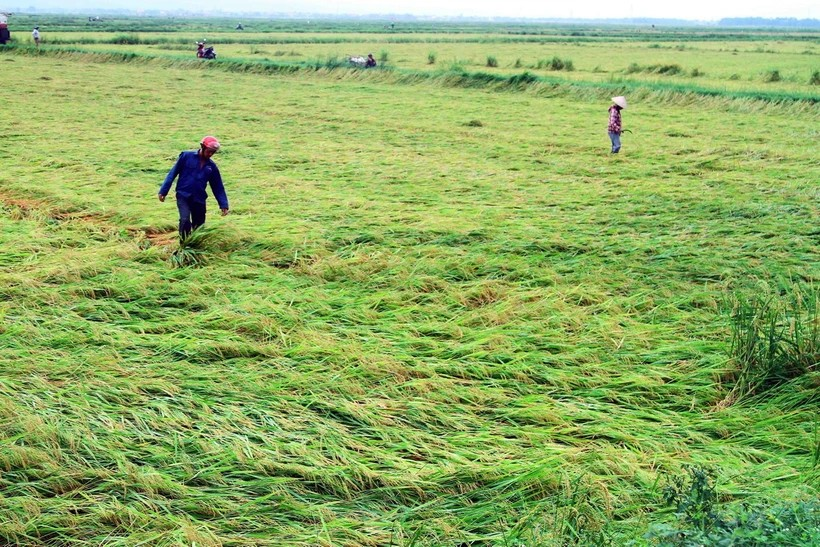Quảng Bình: Nhiều diện tích lúa bị ngã đổ sau trận mưa 