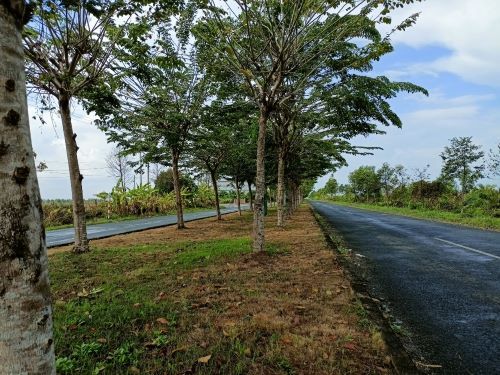 Bộ Công an điều tra Công ty Công Minh trúng nhiều gói thầu cây xanh tại nhiều tỉnh